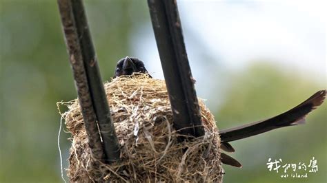 有鳥來家裡築巢|【家有鳥巢】家有鳥巢，居家風水亨通！揭開野鳥築巢。